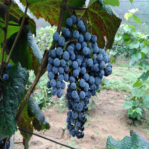 Mountain grape seed seedlings Northeast mountain wild fruit garden potted North and South seasons easy-to-live Beida seedlings wine making raw materials 200 seeds 20-30 cm