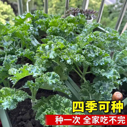 Qili Kale Seeds Four Seasons Balcony Cold-resistant Edible Olive Vegetables in Fields Easy to Plant Potted High-Calcium Vegetable Seeds Highly Nutritious Green Kale Seeds 100 capsules
