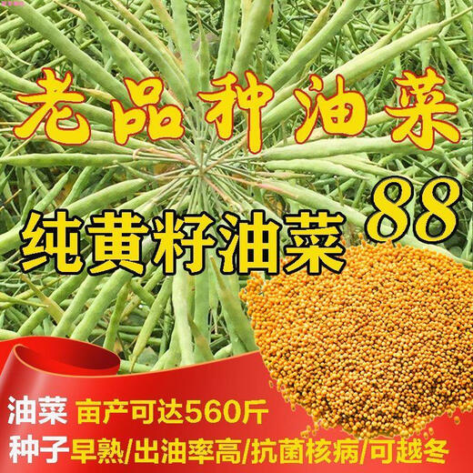 Old varieties of pure butter rapeseed, high-yielding rapeseed Huayou 88 yellow rapeseed, extra early maturing, ultra-dwarf stems, cold-resistant and lodging-resistant, 2 taels of pure butter rapeseed (for small vegetable gardens)