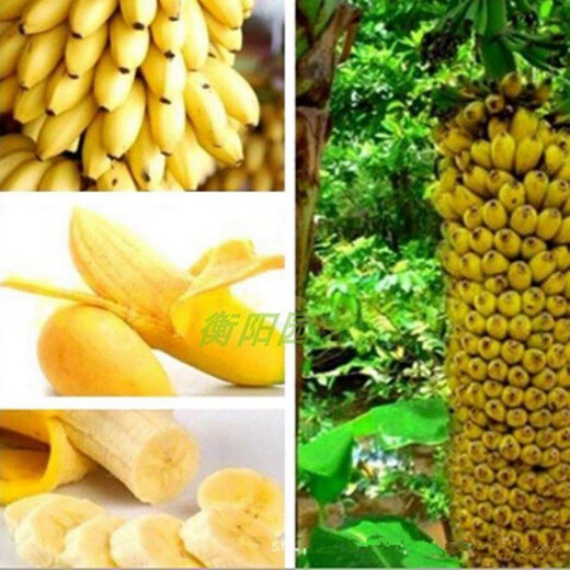 Dwarf Banana Tree Seeds Mini Banana Seeds 100PCS Rare Mini Fruit Exotic Garden Plants Mini Banana Seeds 200pcs