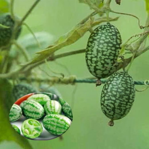 Thumb Watermelon Seed Thumb Watermelon can be planted in all seasons. Mini small watermelon seeds are potted fruits in all seasons. 1 Jin Jin is equal to 0.5 kg.