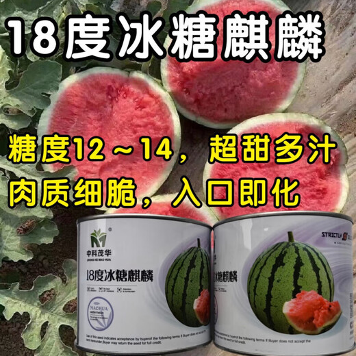 Super sweet 18 degree rock sugar Kirin watermelon seeds super 8424 sweet, crisp, juicy and crack-resistant thin-skinned round watermelon seeds 400 capsules jar Jinmeidu
