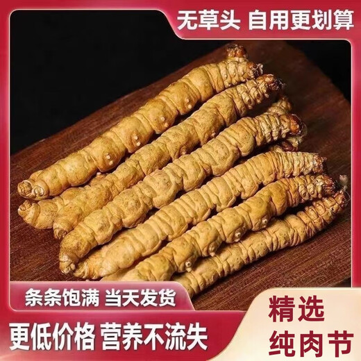 Cordyceps sinensis big broken grass pure meat festival affordable authentic big broken grass 50g gift box for gift for self-use. Authentic fine meat festival 5g pack for Tibet Nagqu authentic fine meat festival