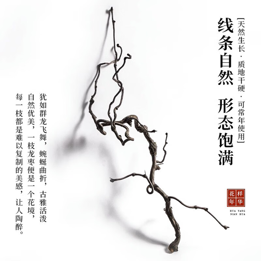 龙枣干枝树枝树干装饰弯曲龙爪插花干枝风干干花 天然龙枣枝15885cm 一物一拍 干树枝