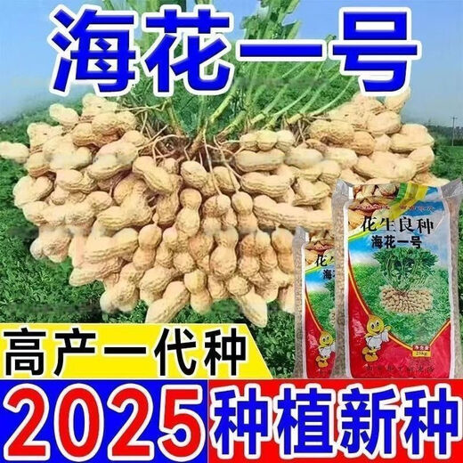 Peanut seeds Academy of Agricultural Sciences seed shelled original seed thin-skinned farmer sun-dried red-skinned raw peanuts Purity First generation Haihua No. 1 Net weight shipped 2Jin Jin equals 0.5 kg