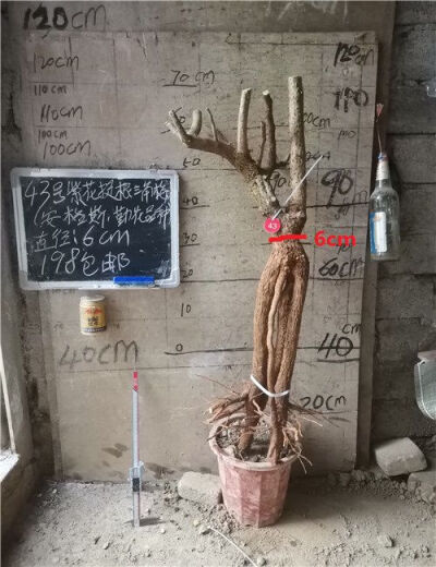 三角梅安格斯三角梅勒杜鹃老树桩提根紫花三角梅勤花品种 691号安格斯紫花三角梅 不含盆