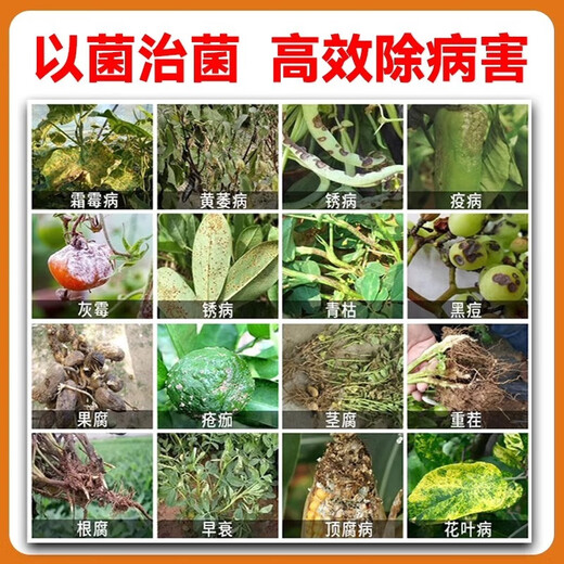 Насекомые-вредители распространяются при уничтожении дынь, фруктов и овощей. Распространенные гранулы, защищающие от насекомых и бактерий, оживляют почву для удобрения, укоренения, укрепления рассады, улучшения качества и увеличения урожайности. Купите 5, получите 5 бесплатно и отправьте 10 бочек, чтобы удвоить добычу.