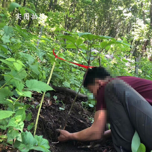 笑熙熙 新鲜人参东北长白山现挖现卖人参煲汤泡酒 9-14支人参（1斤装）