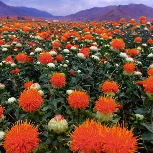 Xiaochunfeng Chinese herbal medicine safflower seeds saffron seeds Xinjiang grass saffron seeds genuine pure new field planting seeds Golden Saffron No. 3 2kg