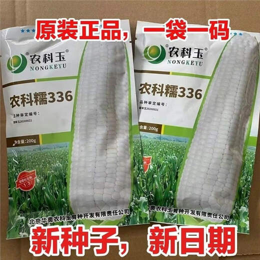 Nongkeyu Nongkenuo 336 waxy corn seeds, high yield, early maturity, spring sowing, sweet and waxy, good taste, white waxy corn Nongkenuo 336, original 200g, 1 bag