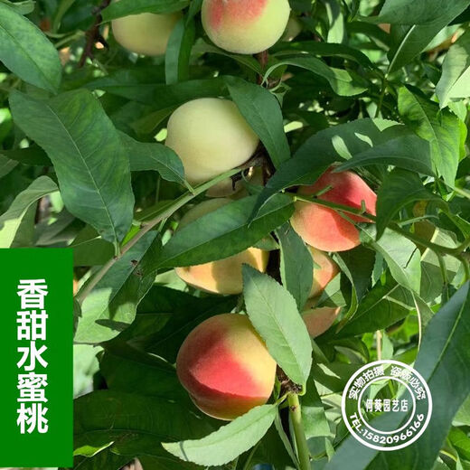 Taiwan Agriculture Pfirsichbaumsämlinge, Pfirsichfruchtsamen, im Norden und Süden mit Erde gepflanzt und Blätter für 13 Jahre altes Geschäft 3einhalb Jahre Sämlinge Pfirsich 738 111 cm (inklusive) -140 cm (inklusive) (inklusive) (inklusive) (inklusive)