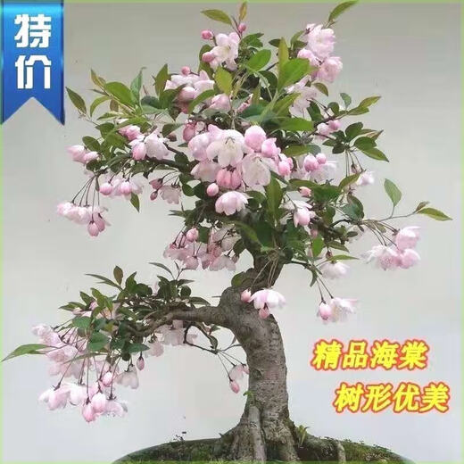 Laozhuang Begonia Four Seasons Begonia flower sapling potted bonsai cold-resistant indoor and outdoor courtyard blooms continuously in all seasons, five-year seedling flowering period with buds