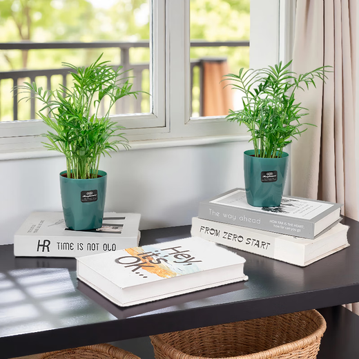 Meet Literature and Art 1 Pot of Pocket Coconut