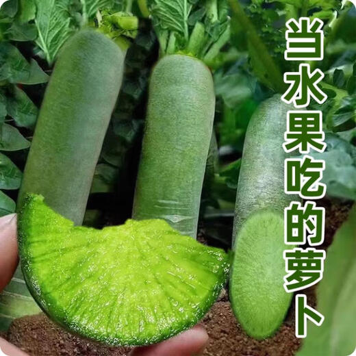 Jingmi Shandong Weifang fruit radish net weight 9Jin Jin is equal to 0.5kg, single fruit starting from 280g, green radish vegetable, straight from the source