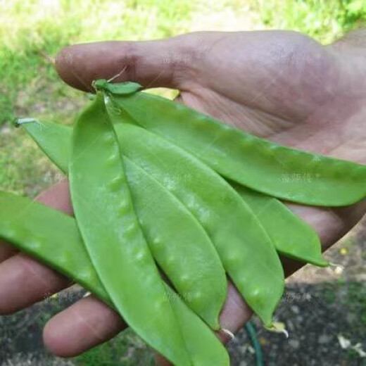 Dutch pea seeds, pea seedlings, four-season sweet old varieties, pea seeds, broad beans, rapeseed, pointed peas, high-yield snow pea seeds, original pack of about 50 seeds