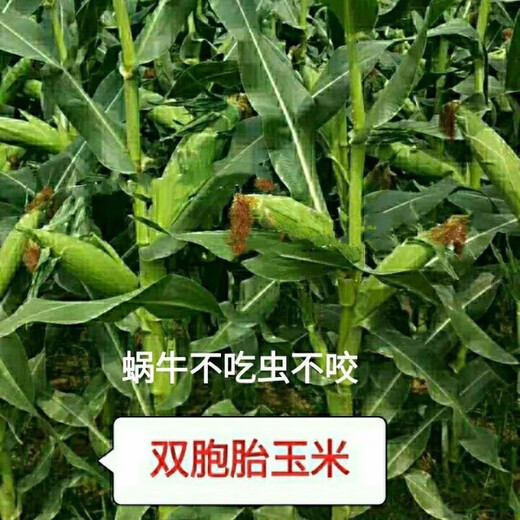 Linpan high-yielding corn seed twins red shaft iron big stick hard hybrid corn drought-resistant, disease-resistant, salt-alkali tolerant corn Zhengdan 958 corn original 1Jin Jin equal to 0.5 kg *1 bag
