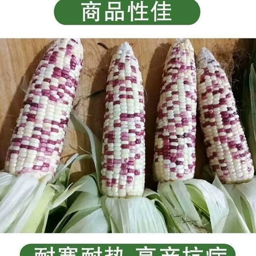 National Approval Super Sweet Colorful Waxy Corn Seeds Flowery Waxy Corn Seeds Colorful Cloud Sweet Waxy Corn Farmers High Yield National Approval Colorful Waxy Corn Seeds 1 Pack About 50 Grains