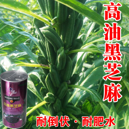 Linpan Huazhi Heiba seeds for courtyard planting, early maturing, high yield, high oil content, high field seeds, dwarf stem leaf yellow 150g barrel dwarf white sesame seeds