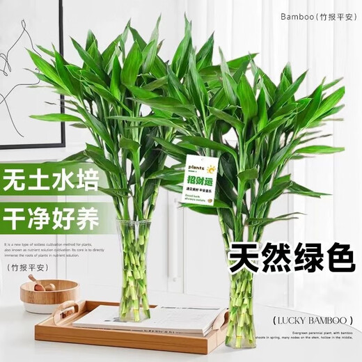 Shuzhimei Hydroponic Green Plant Lucky Bamboo Hydroponic Plant 10 Lucky Bamboo Plants About 70-80cm High - Bottle Not Included Straight from the Source