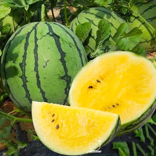 Farmer's Son Extra Sweet Xiaofeng Yellow Heart Watermelon Seeds Gift Crisp Sweet Yellow Soil Orchid Hanger Yellow Flesh Watermelon Seeds Yellow Flesh Xiaofeng Watermelon Seeds 10 capsules 10 packs