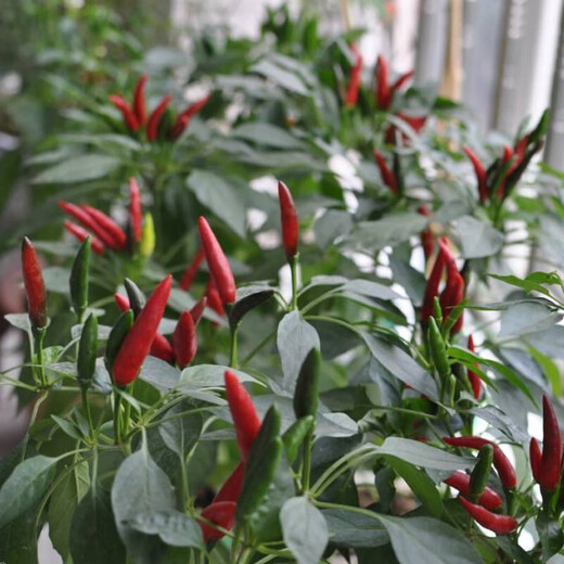 Chaotian pepper seeds, super spicy millet pepper, early maturing pepper seeds, balcony potted plants, sowing farm vegetable seeds for all seasons, two packs of Chaotian pepper seeds