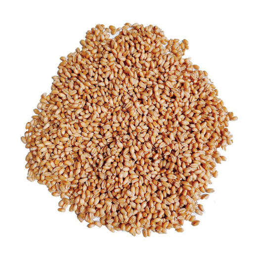 2024 Dry wheat with skin, farmer’s wheat grains in bulk for making maltose, wheat seeds, germination, juice grinding and consumption. 5 Jin Jin is equal to 0.5 kg.
