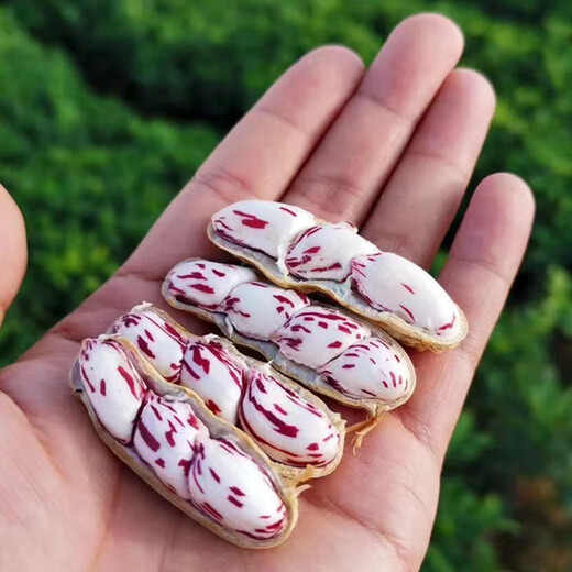 Yunnan colorful peanuts fresh shelled dried peanuts fruits peanuts can be eaten raw cold milk peanuts Jingdong vegetables colorful dried peanuts 2Jin Jin equal to 0.5kg, including box