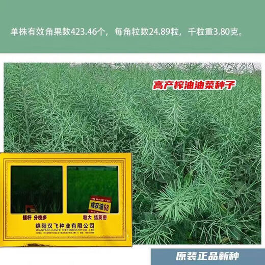 Hanfei Zuoyou 1701 agricultural oil 68 rapeseed, high yield, high oil, short stem, cold resistance and disease resistance, cabbage type rapeseed (26) Tianfu Oil 668