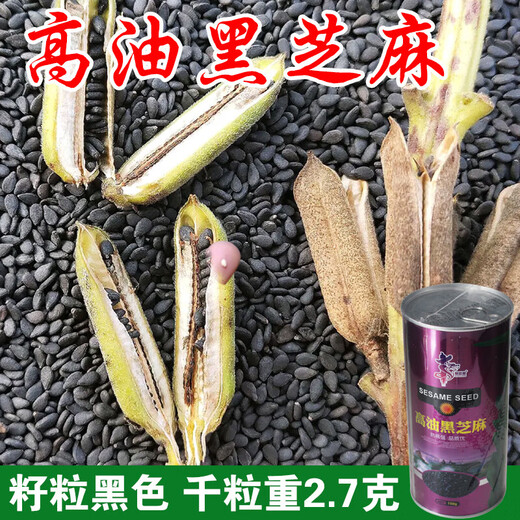 Linpan Huazhi Heiba seeds for courtyard planting, early maturing, high yield, high oil content, high field seeds, dwarf stem leaf yellow 150g barrel dwarf white sesame seeds