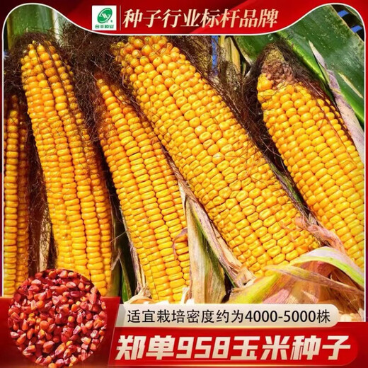 Linpan high-yielding corn seed twins red shaft iron big stick hard hybrid corn drought-resistant, disease-resistant, salt-alkali tolerant corn Zhengdan 958 corn original 1Jin Jin equal to 0.5 kg *1 bag