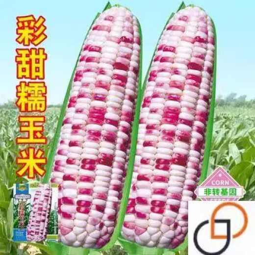 Super sweet colorful waxy corn seeds, high yield in the field, sweet and waxy corn seeds in all seasons, early maturing, colorful and sticky corn seeds, colorful sweet waxy corn seeds 1+1, original hardcover 2 packs, colorful sweet waxy corn seeds+