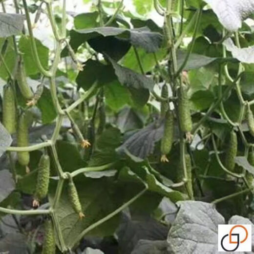 Spring and autumn strong female sweet cucumber seeds, high yield, four-season fruit cucumbers, high temperature resistant to 45 degrees Cucumber seeds, complete list of northern cucumber seeds, about 48 seeds per pack, sweet and crisp fruit cucumbers (crisp, sweet and refreshing)