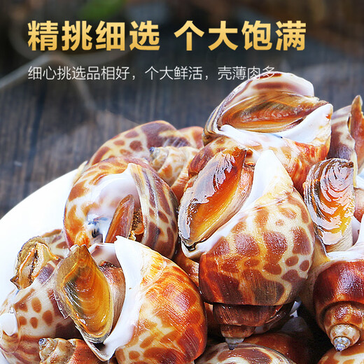 Colorful fresh snails, fresh fresh conches, extra large seafood, aquatic products, fresh fresh frozen frozen dongfeng snails, extra large snails, no sand, extra large size 2000g (25-45 pieces/Jin Jin is equal to 0.5 kg) net