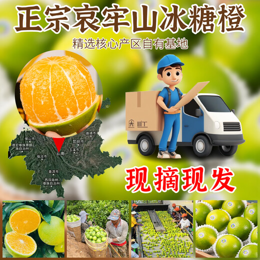 Yan Manqing Rock Sugar Orange Yunnan Authentic Ailao Mountain Rock Sugar Orange Fresh Fruit Hand-Peeled Jelly Sweet Orange Seasonal 5 Jin Jin equals 0.5 kg Preferred Fruit Single fruit 65-75mm Net 4.5 Jin Jin equals 0.5 kg