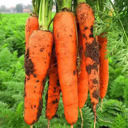 Fresh pureed carrots, fresh vegetables, farm fruits, radishes, seasonal fresh vegetables, sweet potatoes, breakfast nutrition, carrots 1 Jin Jin is equal to 0.5 kg, with box 200g+/box