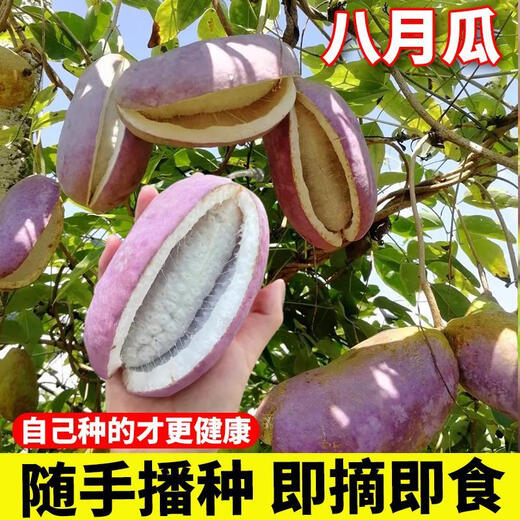 August Melon Seeds August Fried Seeds Guizhou Wild August Melon Saplings Seeds Less Flesh More Garden North and South August Melon 1 Pack About 10 Grains + Gallon Pot + Soil + 2 Packs