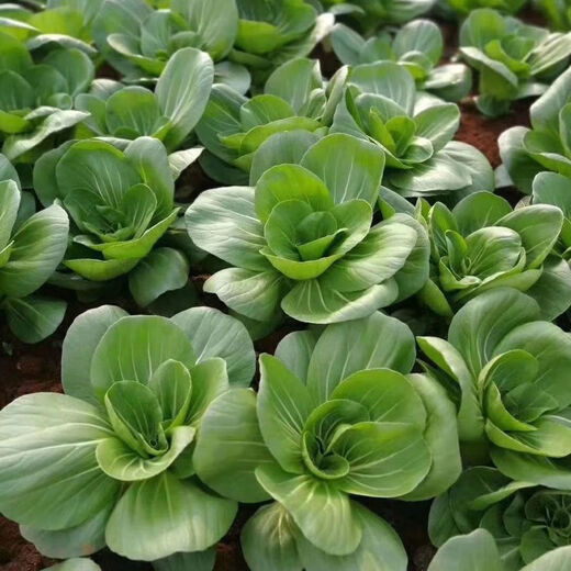 Shanghai green seeds for four seasons, small green vegetables, chicken feathers, fast vegetables, small cabbage, rape, heat, moisture and cold resistance, field use, original authentic April slow seeds, about 1200 capsules, 1 pack