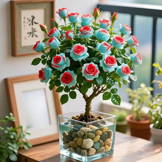 Colorful roses, one tree, multi-color potted old piles, blooming in all seasons, easy to grow indoors, cold and heat-resistant, suitable for balcony and courtyard, colorful roses, hydroponic water and soil/9-year-old old piles, 2 pieces, full bloom + fertilizer