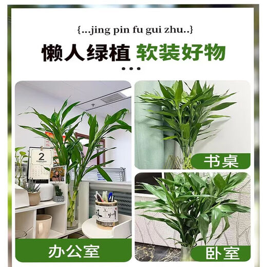 Shuzhimei Hydroponic Green Plant Lucky Bamboo Hydroponic Plant 10 Lucky Bamboo Plants About 70-80cm High - Bottle Not Included Straight from the Source