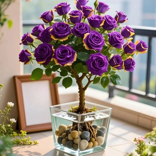 Colorful roses, one tree, multi-color potted old piles, blooming in all seasons, easy to grow indoors, cold and heat-resistant, suitable for balcony and courtyard, colorful roses, hydroponic water and soil/9-year-old old piles, 2 pieces, full bloom + fertilizer