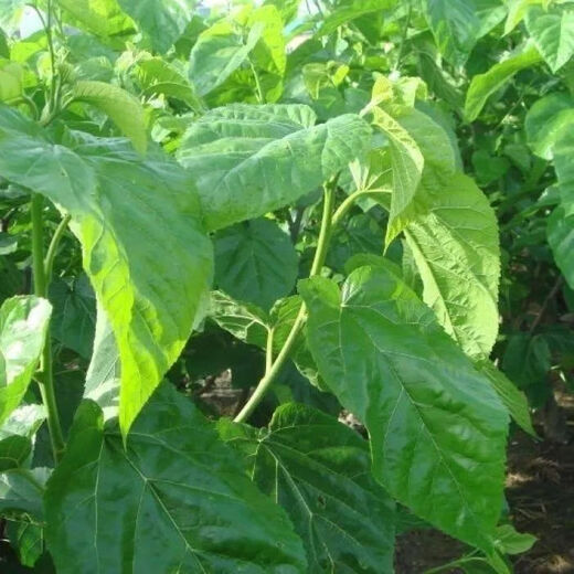 Mulberry seeds, spring and autumn fruit seeds, potted flower seeds, good taste, mulberry tree fruit, mulberry, sour and sweet, mulberry seeds, about 2 grams per pack