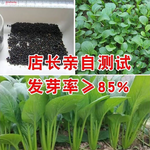 Shanghai green seeds for four seasons, small green vegetables, chicken feathers, fast vegetables, small cabbage, rape, heat, moisture and cold resistance, field use, original authentic April slow seeds, about 1200 capsules, 1 pack
