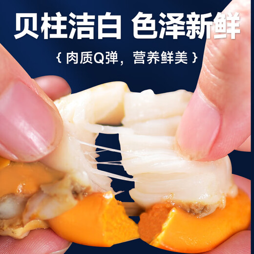 Selling Fish Qilang Frozen Large Yellow Scallop Meat Net Weight 3Jin Jin is equal to 0.5kg, about 120-180 pieces, clean and sand-free, barbecue seafood