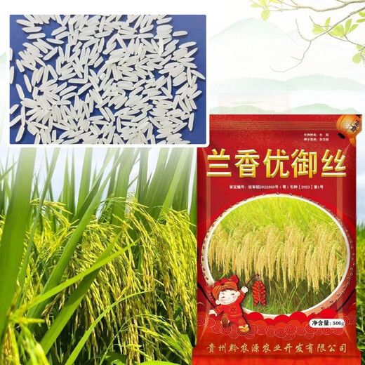 稻玉丰农业长粒米原厂包装兰香优御丝农用杂交水稻种子香型长粒香米 兰香优御丝水稻种子5袋（送水稻大礼包） 500g/袋