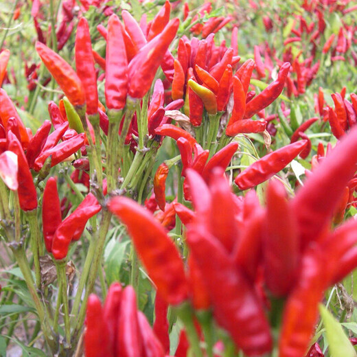 Chaotian pepper seeds, super spicy millet pepper, early maturing pepper seeds, balcony potted plants, sowing farm vegetable seeds for all seasons, two packs of Chaotian pepper seeds