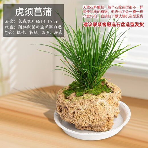 Absorbent stone flower pot, natural strange stone, absorbent stone, upper water stone, original stone, stone pot, calamus, succulent potted plant, bonsai micro-scape, 13-17cm stone pot + tiger beard calamus, package one