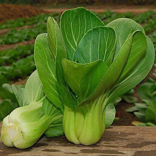 Shanghai green seeds for four seasons, small green vegetables, chicken feathers, fast vegetables, small cabbage, rape, heat, moisture and cold resistance, field use, original authentic April slow seeds, about 1200 capsules, 1 pack