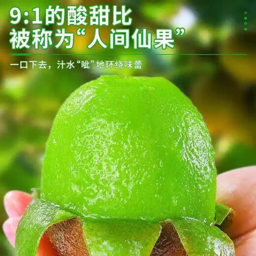 Shaanxi Meixian Xuxiang kiwi fruit 2025 new fruit picked now, sweet and juicy, bad fruit guaranteed to be compensated by JD.com Sweet and juicy 8 pieces (single fruit 60-70g)