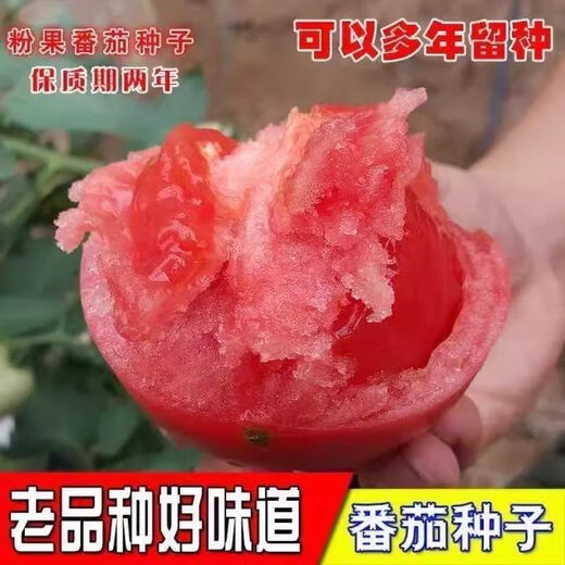 Tomato seeds old variety tomato seeds taste good pink fruit large fruit tomato pink fruit tomato seeds hardcover 200 capsules * 2 servings-A