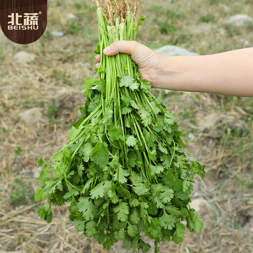 Northern vegetable big-leaf coriander seeds four-season potted old varieties home-grown vegetable seeds big-leaf coriander seeds 600 capsules x 2 packs
